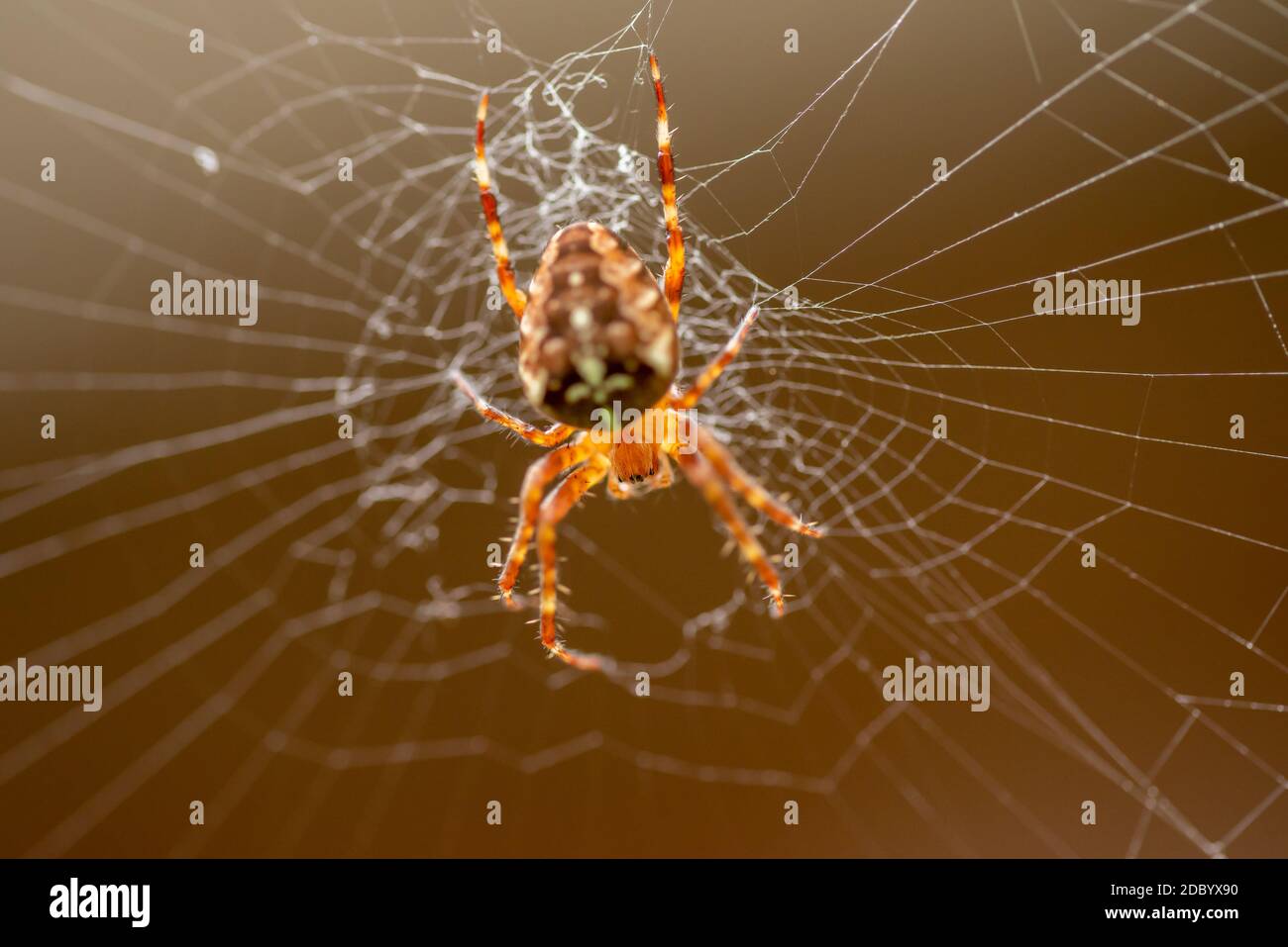 Cross spider Stock Photo
