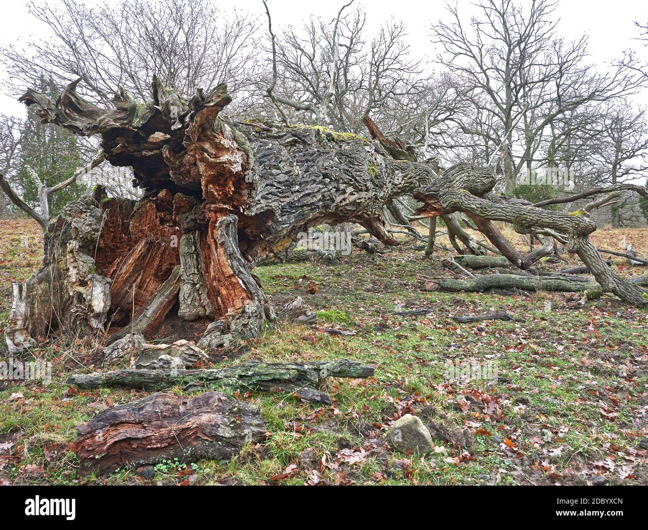 oek tree blown over by wind due to stony soil not allowing roots to