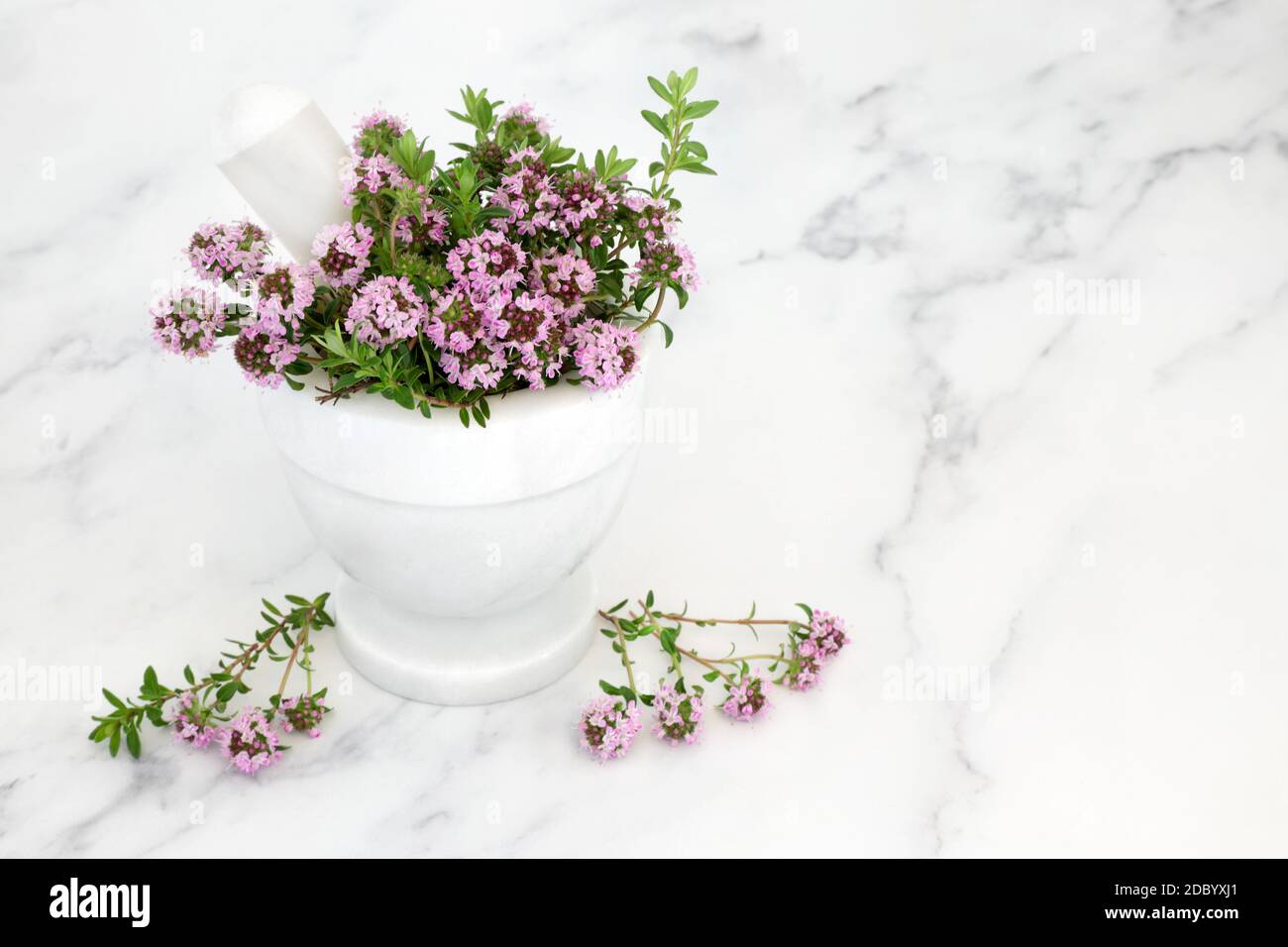 Immune boosting thyme herb in a marble mortar with pestle. Used for flu
