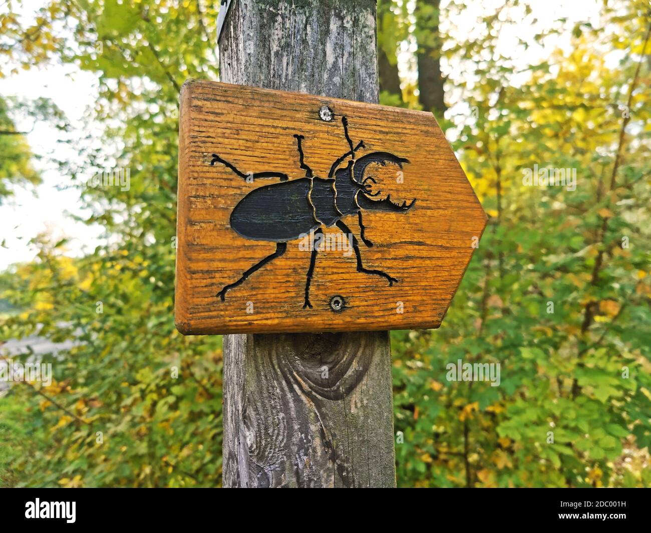 wooden sign with a stag beetle standing in a forest Stock Photo