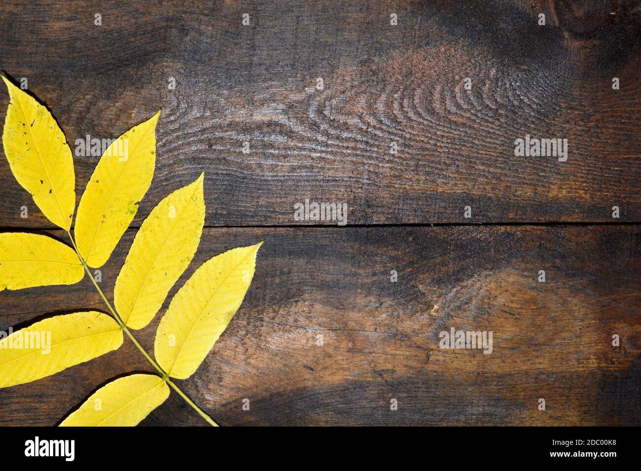 Yellow Manchurian walnut leaves (Juglans mandshurica) on dark brown wooden surface. Autumn composition with copy space. Stock Photo