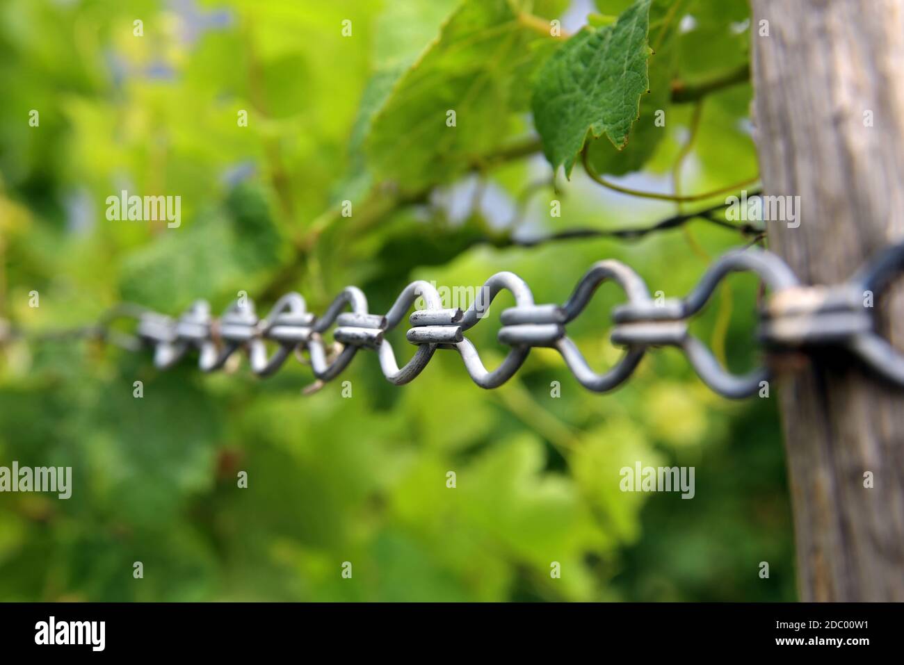 tension chain in the vineyard Stock Photo
