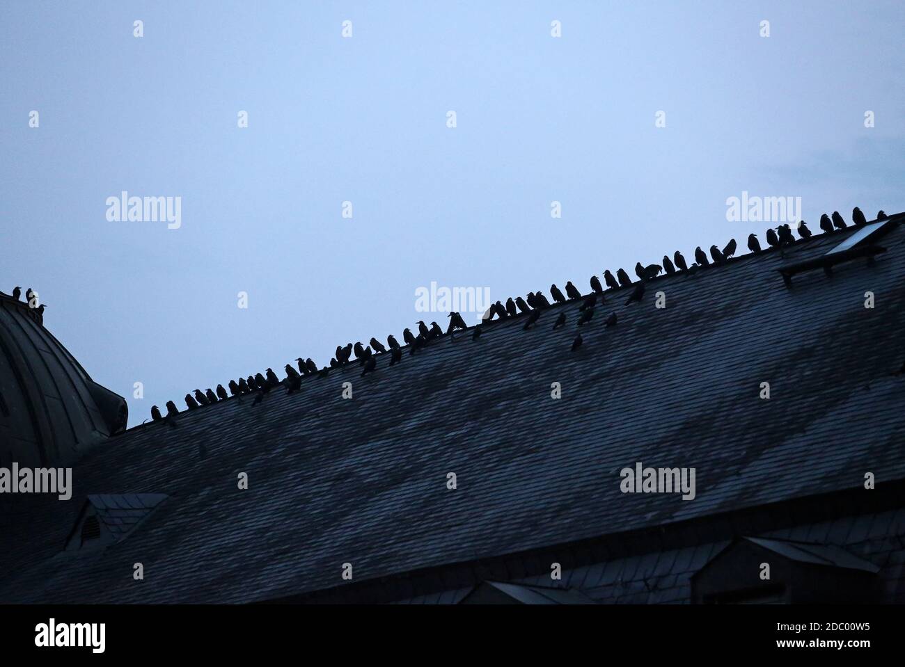 swarm of crows on a roof Stock Photo