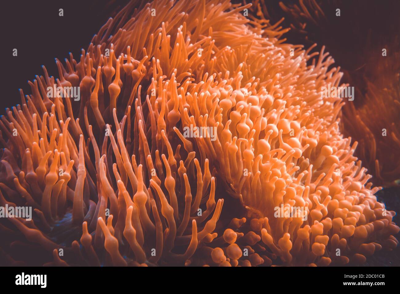 Sea anemone close-up view in ocean. Heteractis magnifica Stock Photo