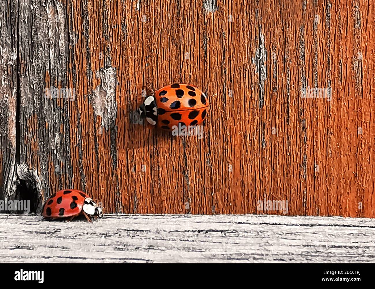 two ladybirds sitting on a wooden board, background with copy space Stock Photo