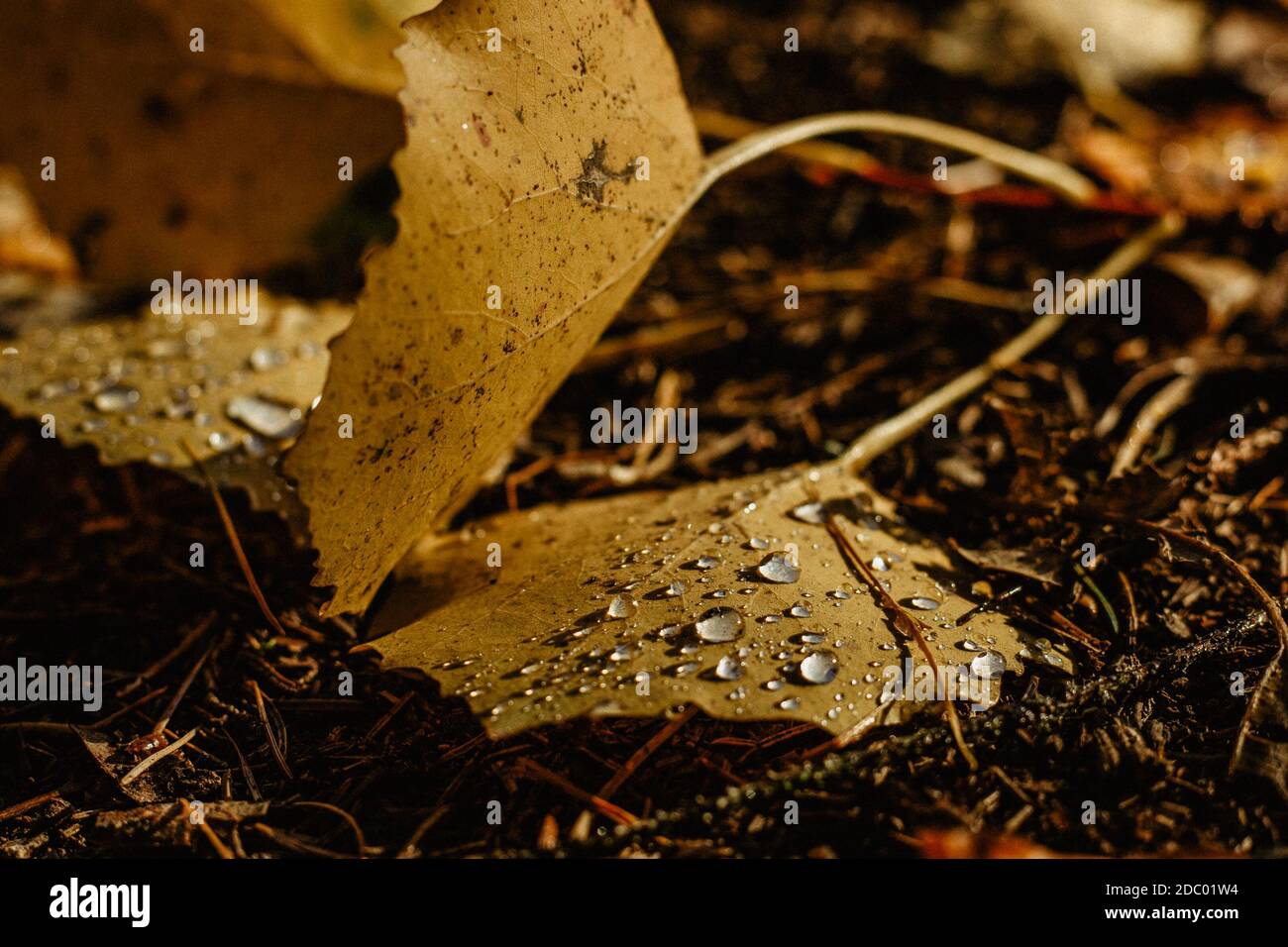 Beautiful drops of transparent rainwater on yellow leaf.Raindrops texture in nature.Rainy weather outdoors.Fall autumn details after the rain Stock Photo
