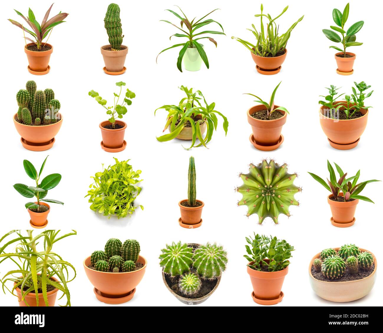 plants collection isolated on a white background Stock Photo