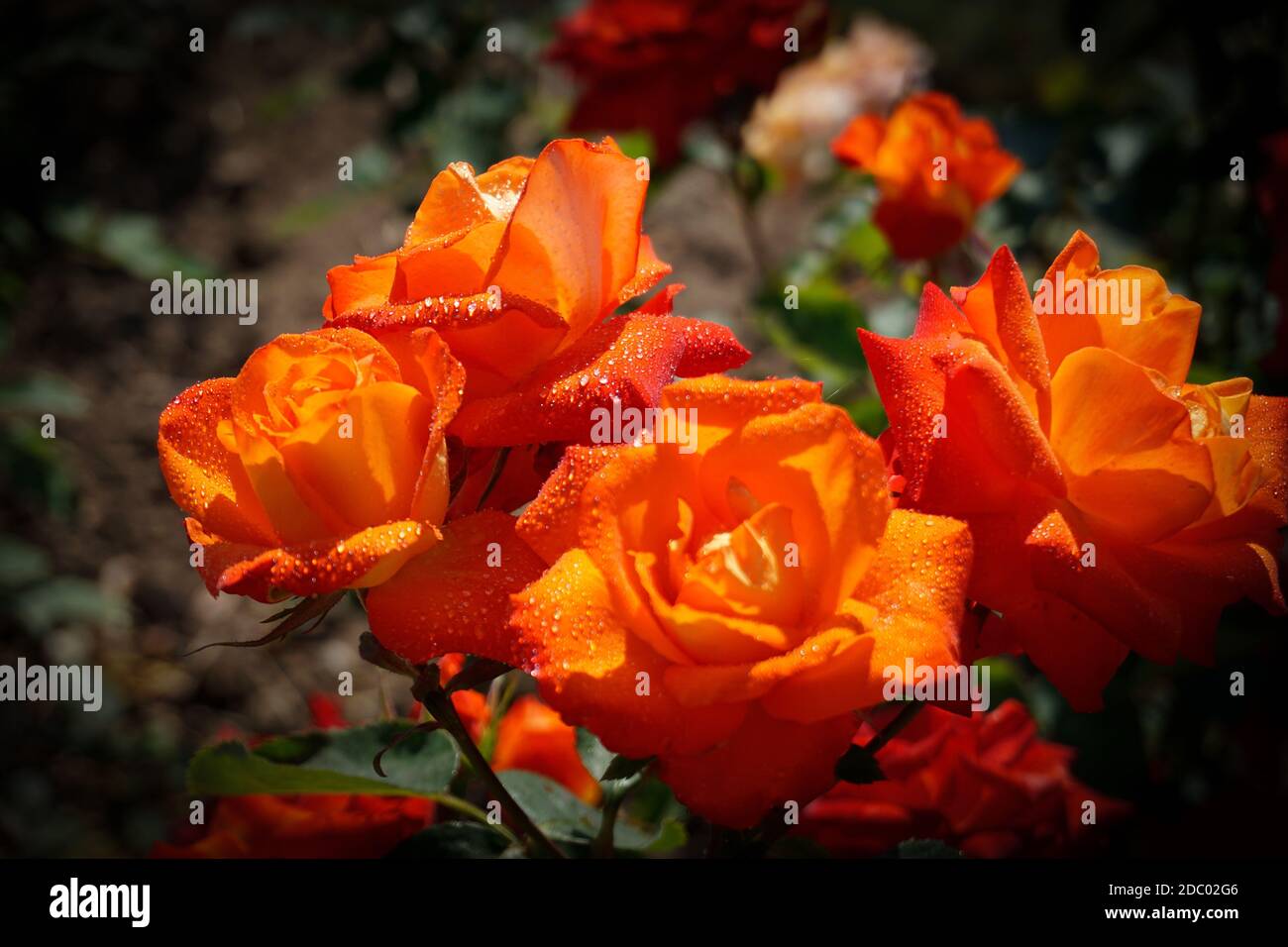 DSC_0897a  Red rose flower, Beautiful roses, Rose buds