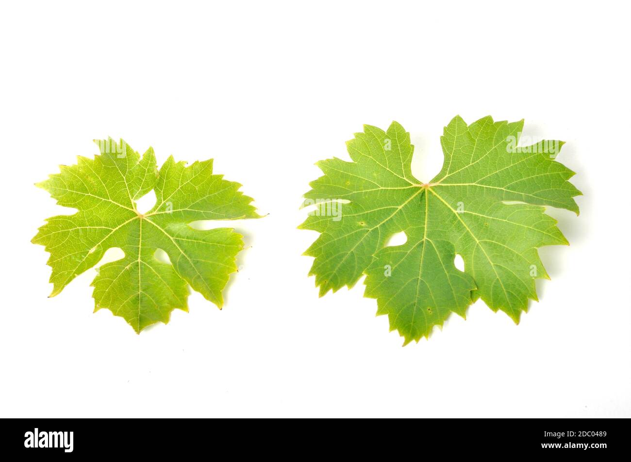 Vine leaves on a white background Stock Photo
