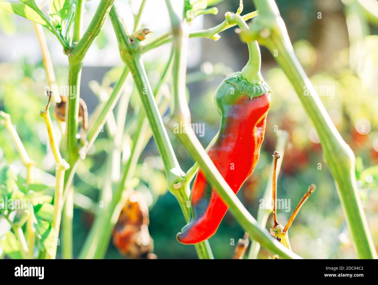 Red pepper on the plant. Stock Photo