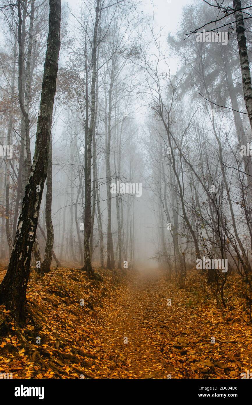 Path scenery in scary misty forest. Colorful landscape with foggy forest, orange foliage in fall. Fairy forest in autumn. Fall woods. Enchanted trees. Stock Photo