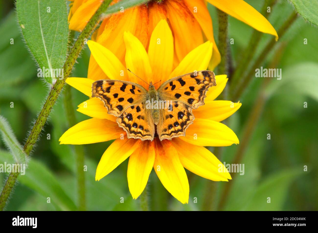 Polygonia c-album, the comma butterfly on Rudbeckia hirta flower. Russian Far East. Stock Photo