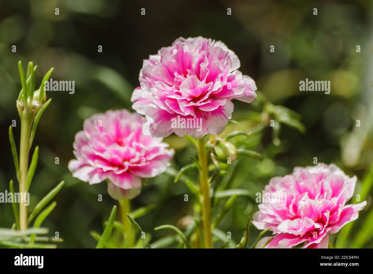 Pink flower in green garden (portulacaceae) Stock Photo