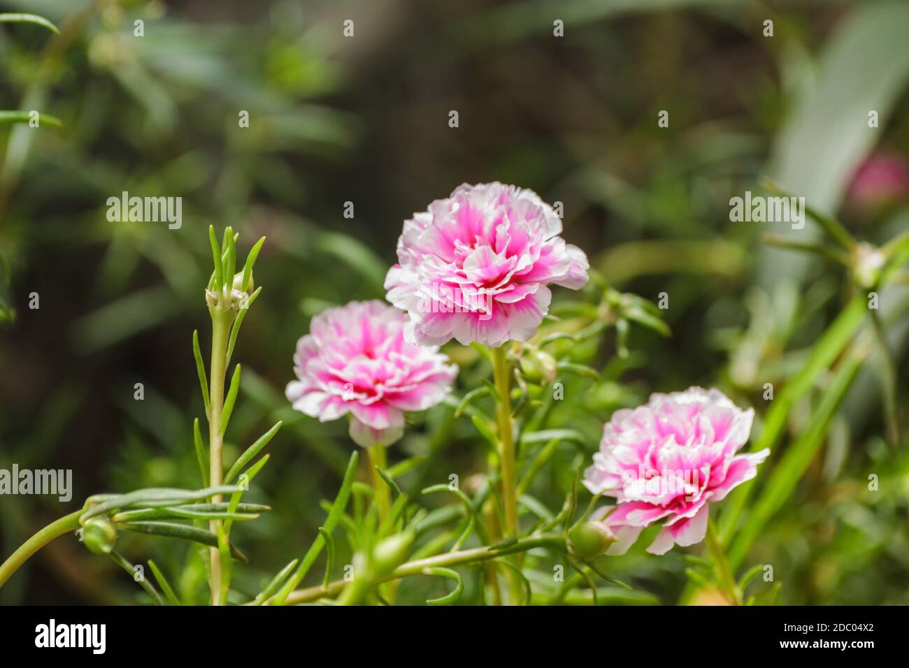 Pink flower in green garden (portulacaceae) Stock Photo