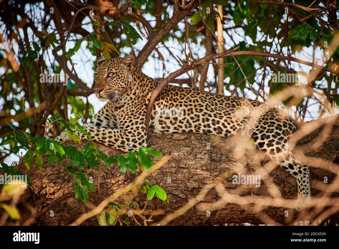 Leopard (Panthera pardus) lying in a tree, South Luangwa National Park ...