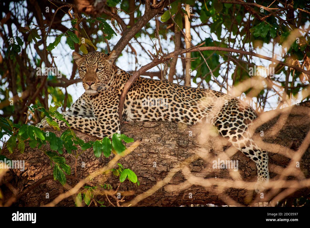 Leopard (Panthera pardus) lying in a tree, South Luangwa National Park ...