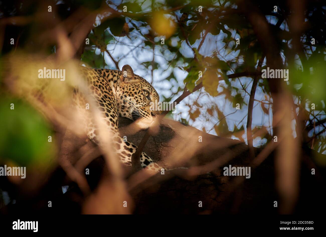 Leopard (Panthera pardus) lying in a tree, South Luangwa National Park ...