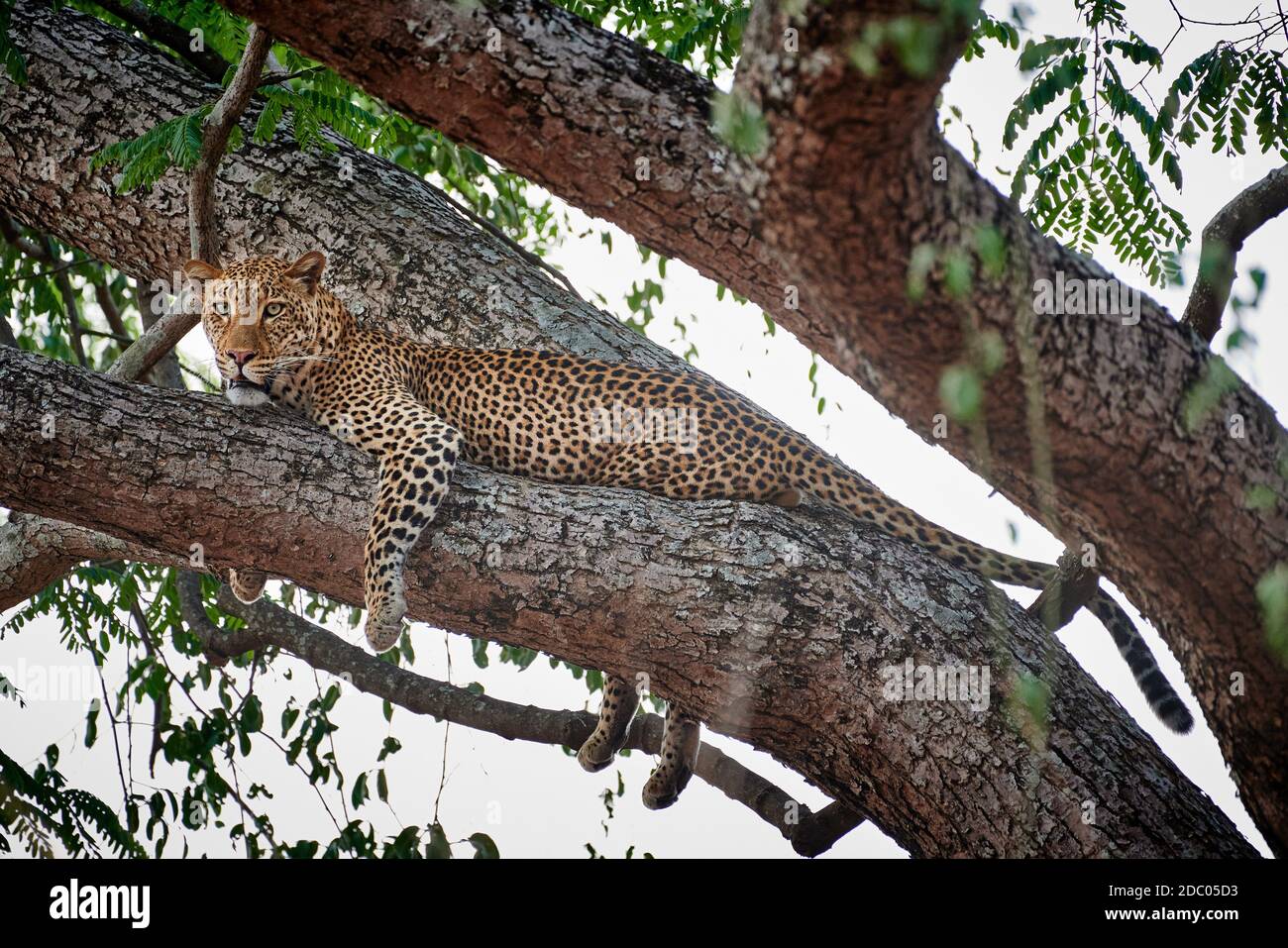 Leopard (Panthera pardus) lying in a tree, South Luangwa National Park ...