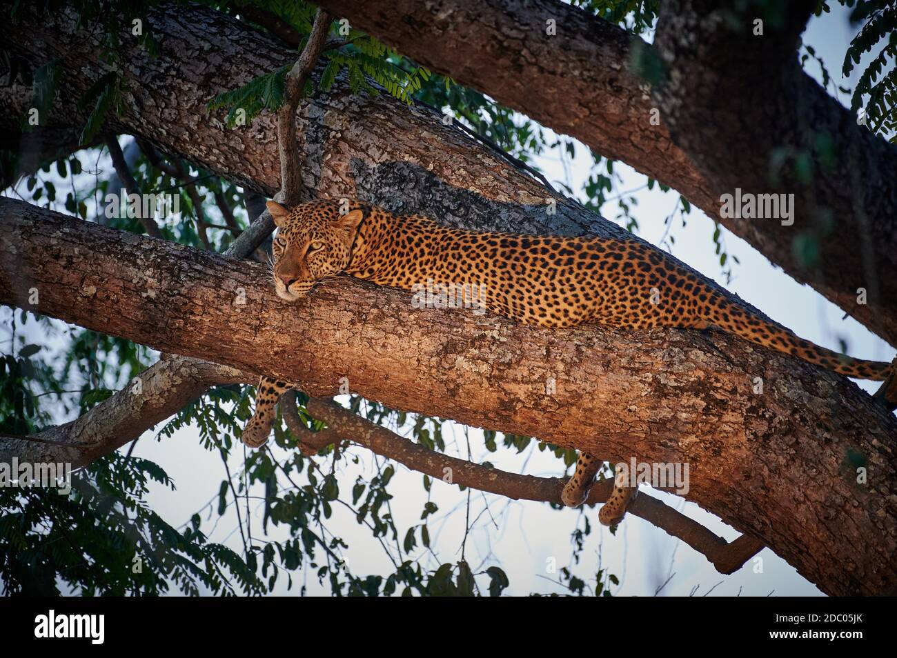 Leopard (Panthera pardus) lying in a tree, South Luangwa National Park ...