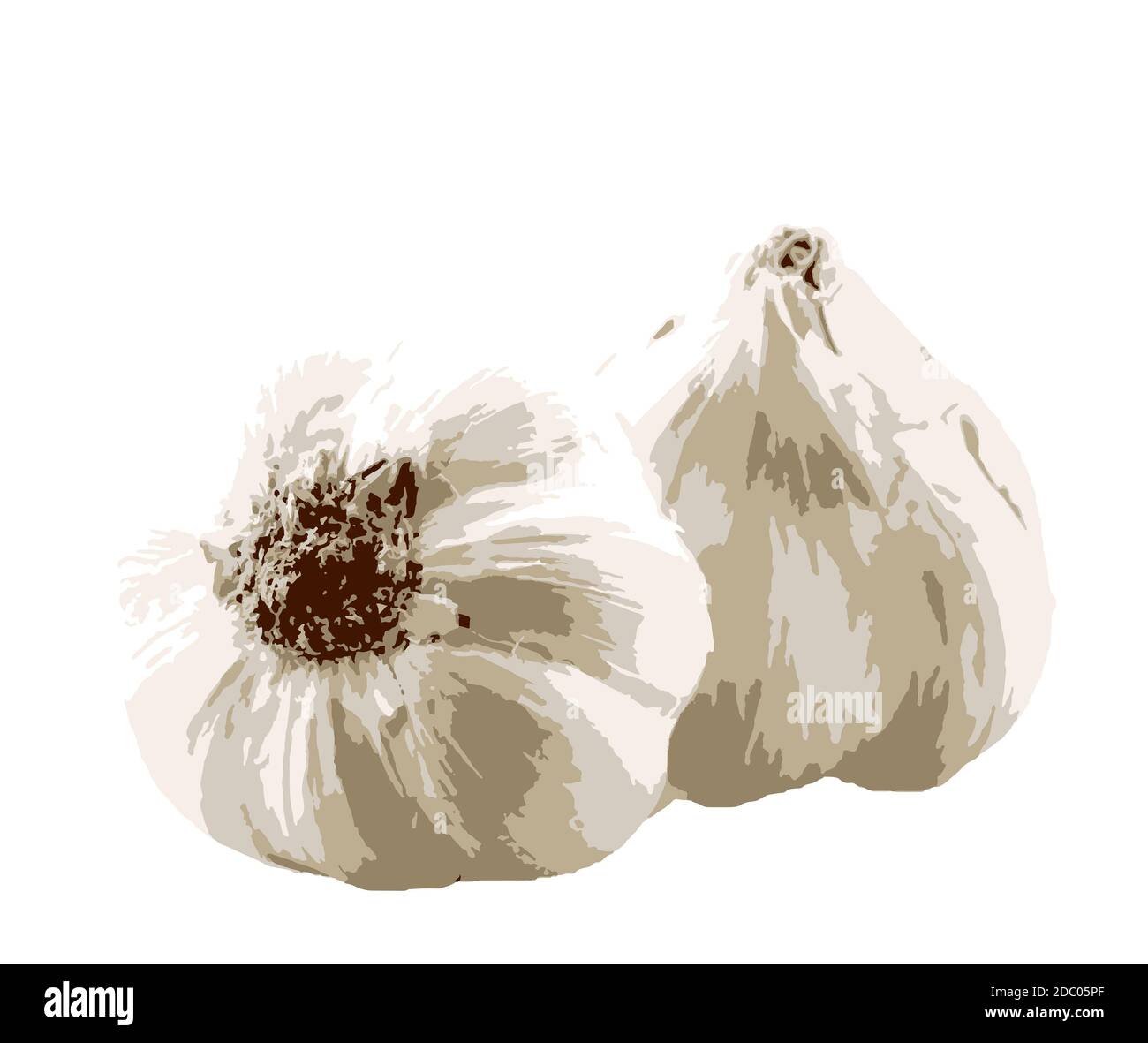 Garlic bulbs against white background. The garlic plant's bulb is the