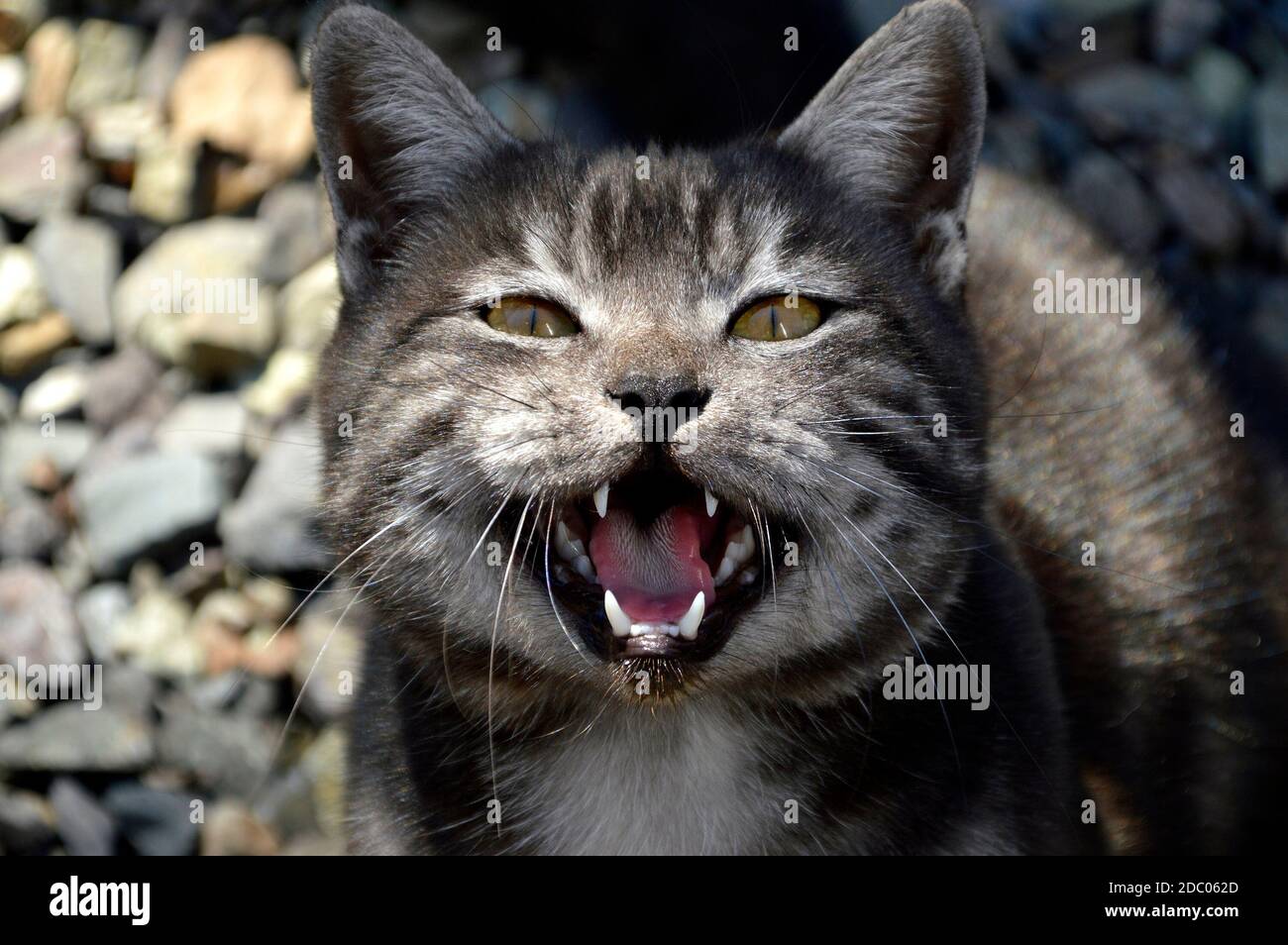 Portrait of 1 year old black cat with gray stripes meowing and asking food Stock Photo