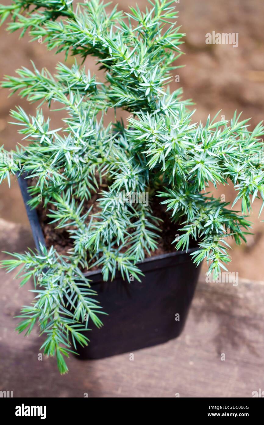 Juniperus squamata Hunnetorp (flaky juniper or Himalayan juniper) in pot closeup Stock Photo