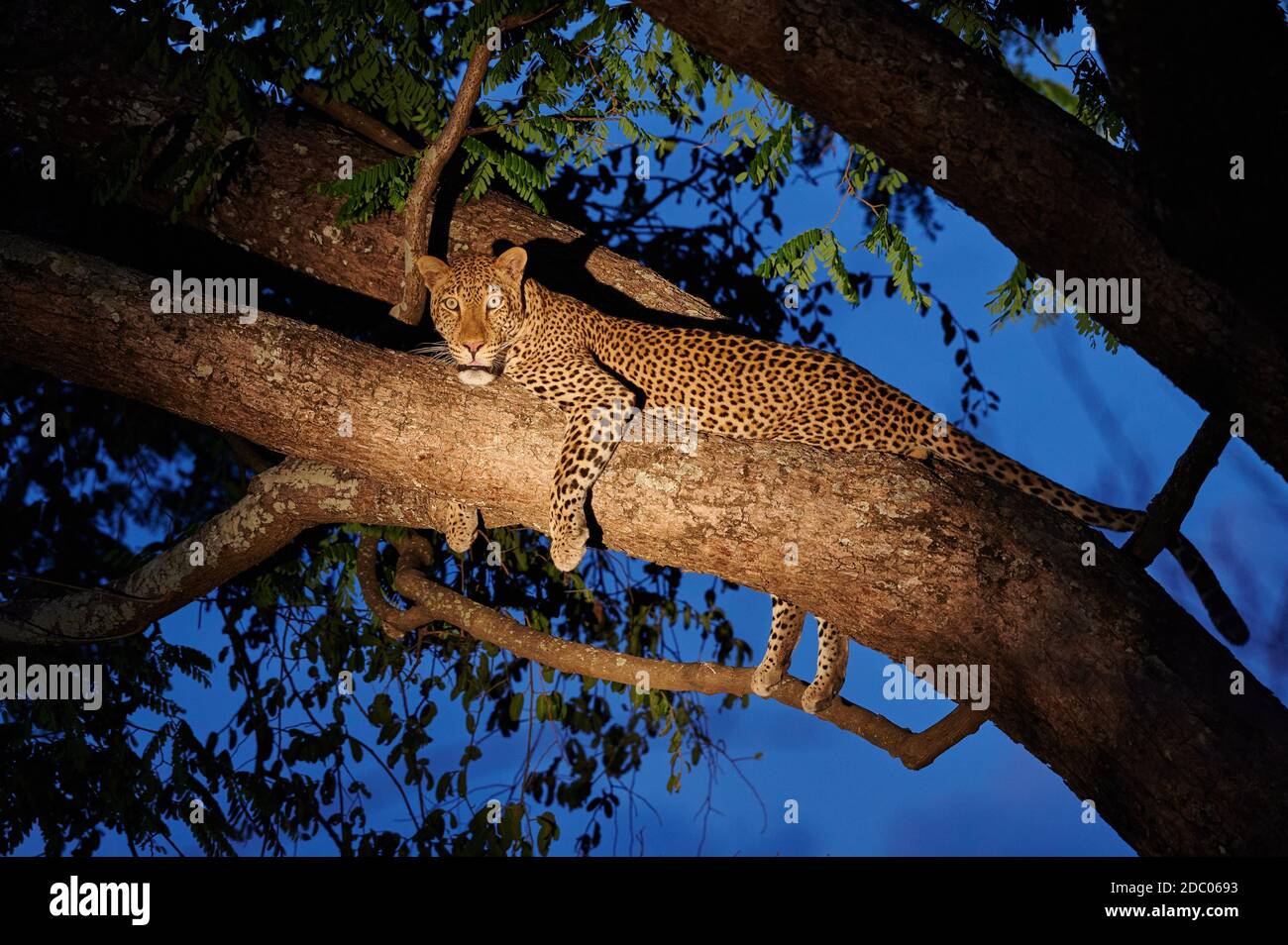 Leopard (Panthera pardus) lying in a tree, illuminated at dawn, South ...