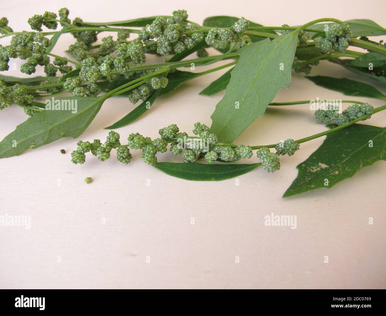 White goosefoot with seeds, Chenopodium album Stock Photo