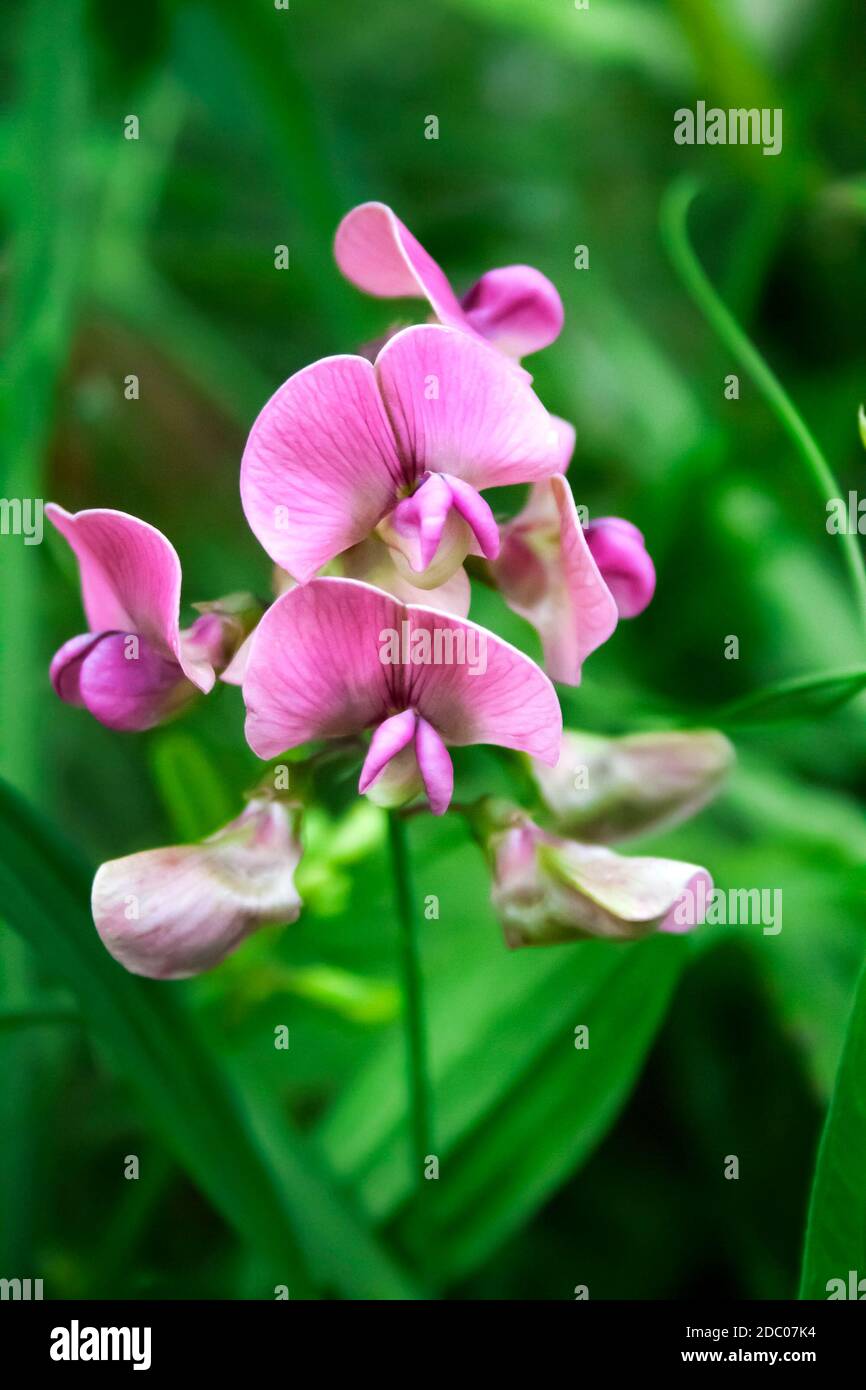 Lathyrus sylvestris, the flat pea or narrow-leaved everlasting-pea flowers on green meadow background Stock Photo