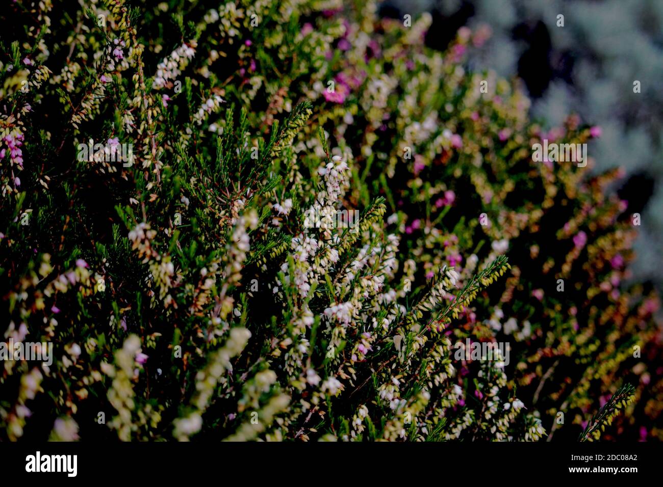 autumn leaves, stone texture, rosemary, white roses, heather, evergreen leaves, maple leaves. A series of autumn image from garden to express beauty. Stock Photo