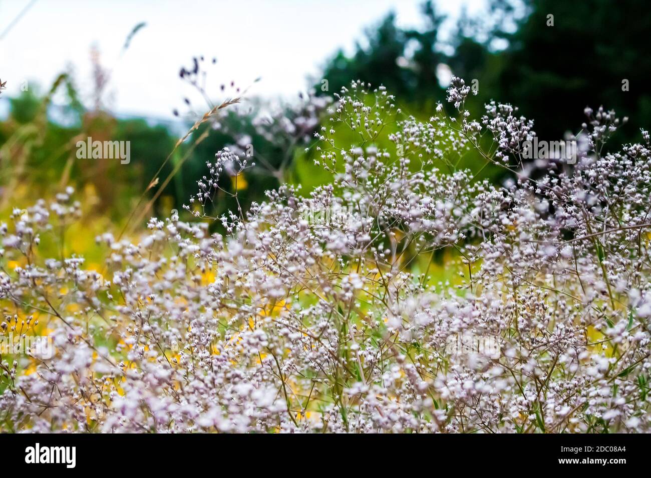 Closeup Of Wild Gypsophila Also Known As Baby S Breath Or Babe S Breath Flowers On Blurred Summer Meadow Background Stock Photo Alamy