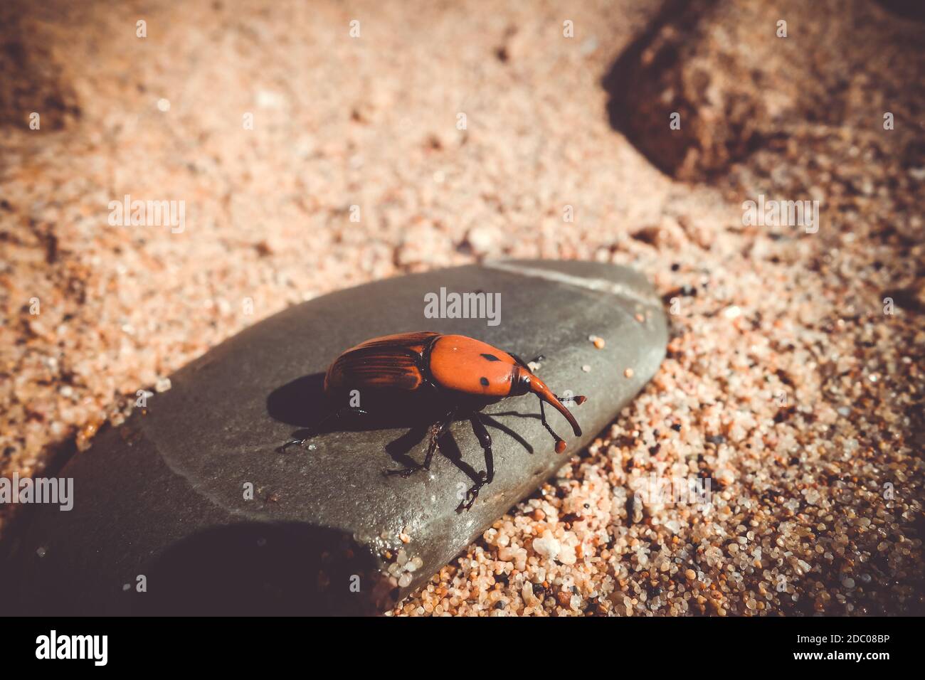Sago beetle hi-res stock photography and images - Alamy