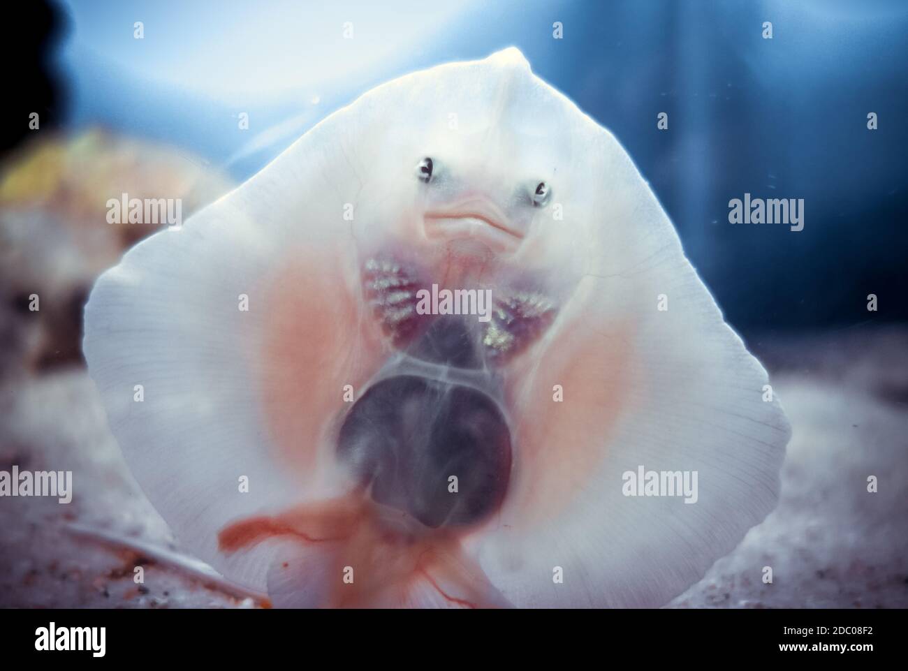 Baby ray fish face close-up bottom view Stock Photo