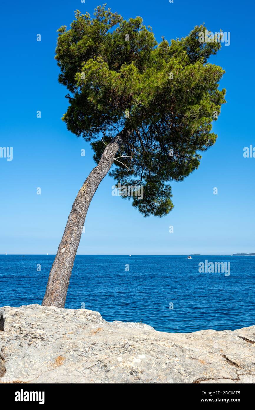 Lonely pine tree by the sea seen in Croatia Stock Photo - Alamy