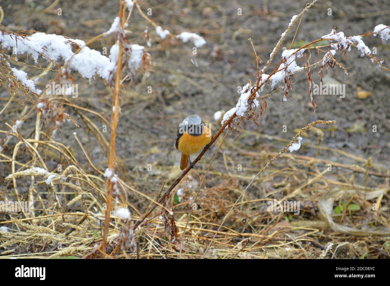 Daurian redstart or Common redstart bird perches on the branch with snow. Adult male bird. Spring, southeastern Russia. Stock Photo