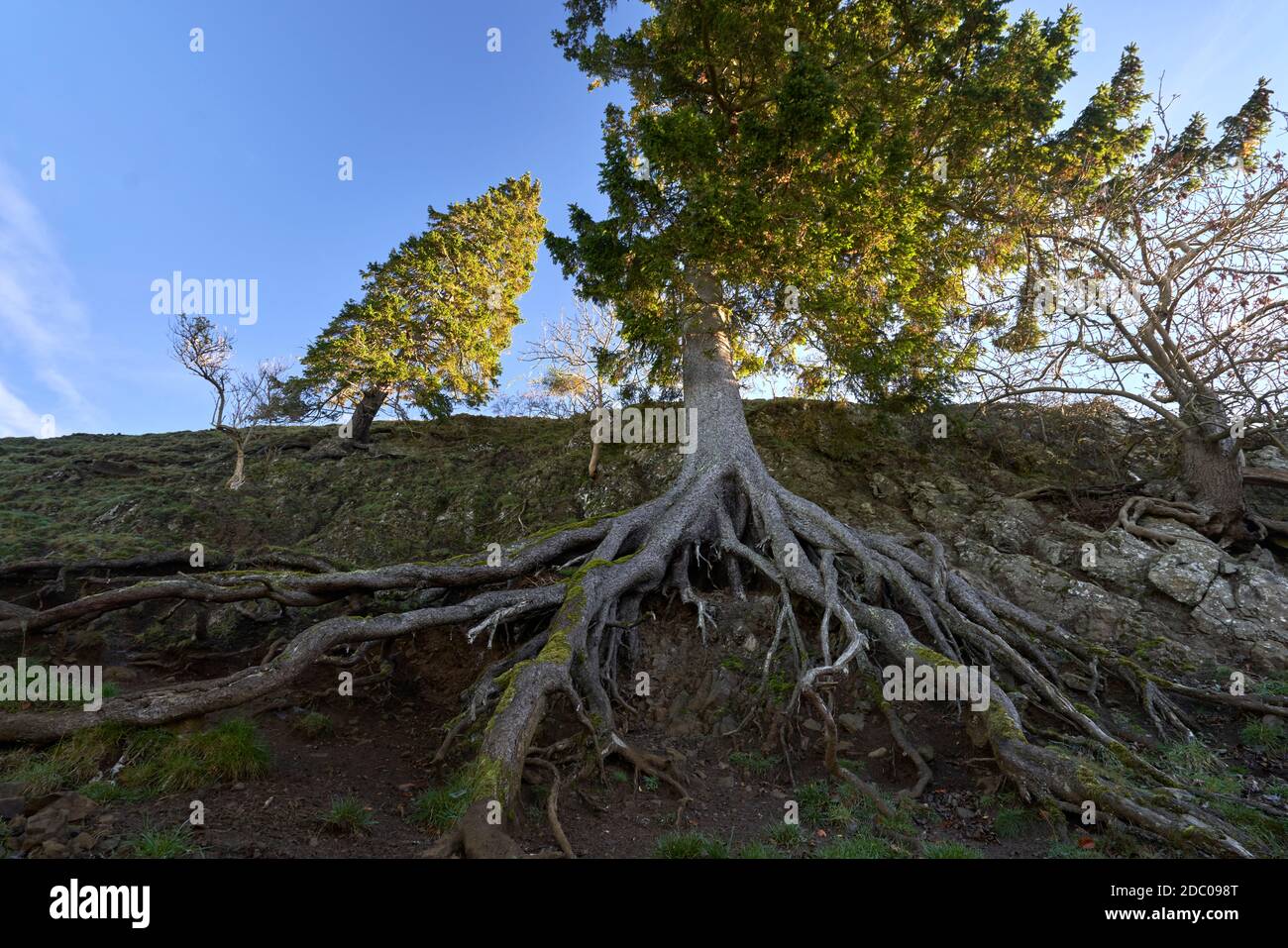 A tenacious pine tree in the Scottish Borders on a sunny autumn day. Stock Photo