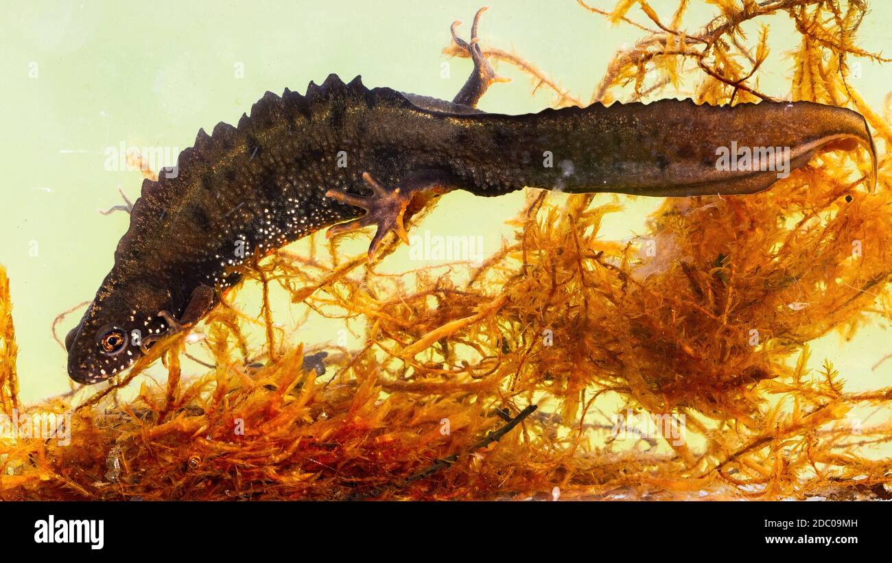 Male Danube Crested Newt Triturus Dobrogicus Hiding Between Water Grass On Bottom Of River Endangered Species Of Aquatic Animal Swimming In Marsh Stock Photo Alamy