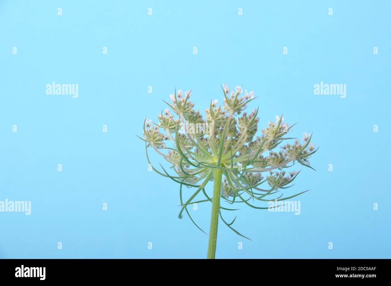 Wild carrot flower on blue background Stock Photo