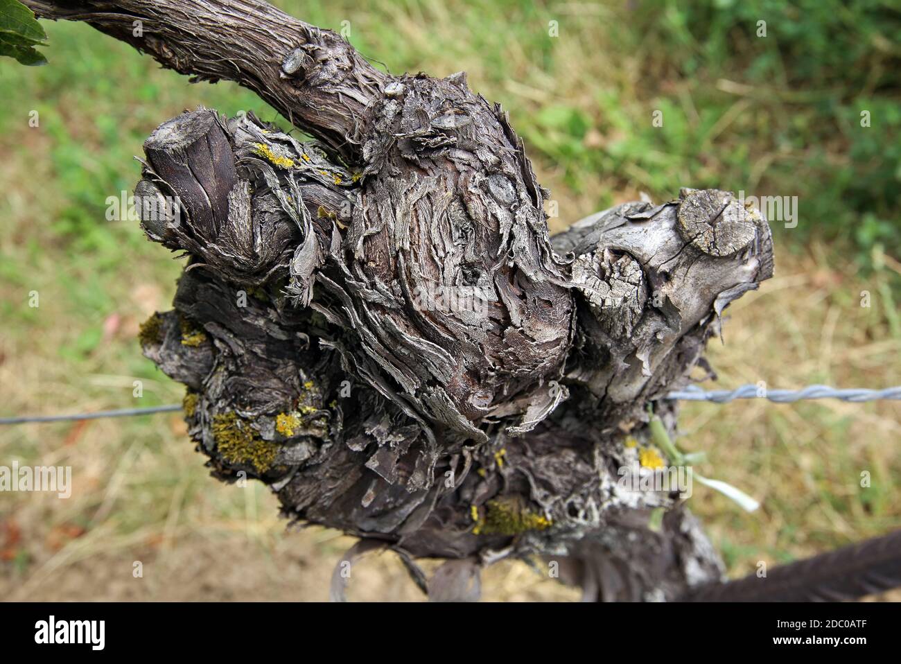 gnarled vine Stock Photo