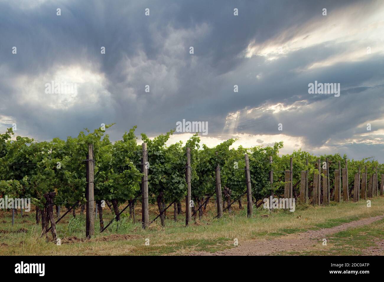 vineyard in southern palatinate Stock Photo