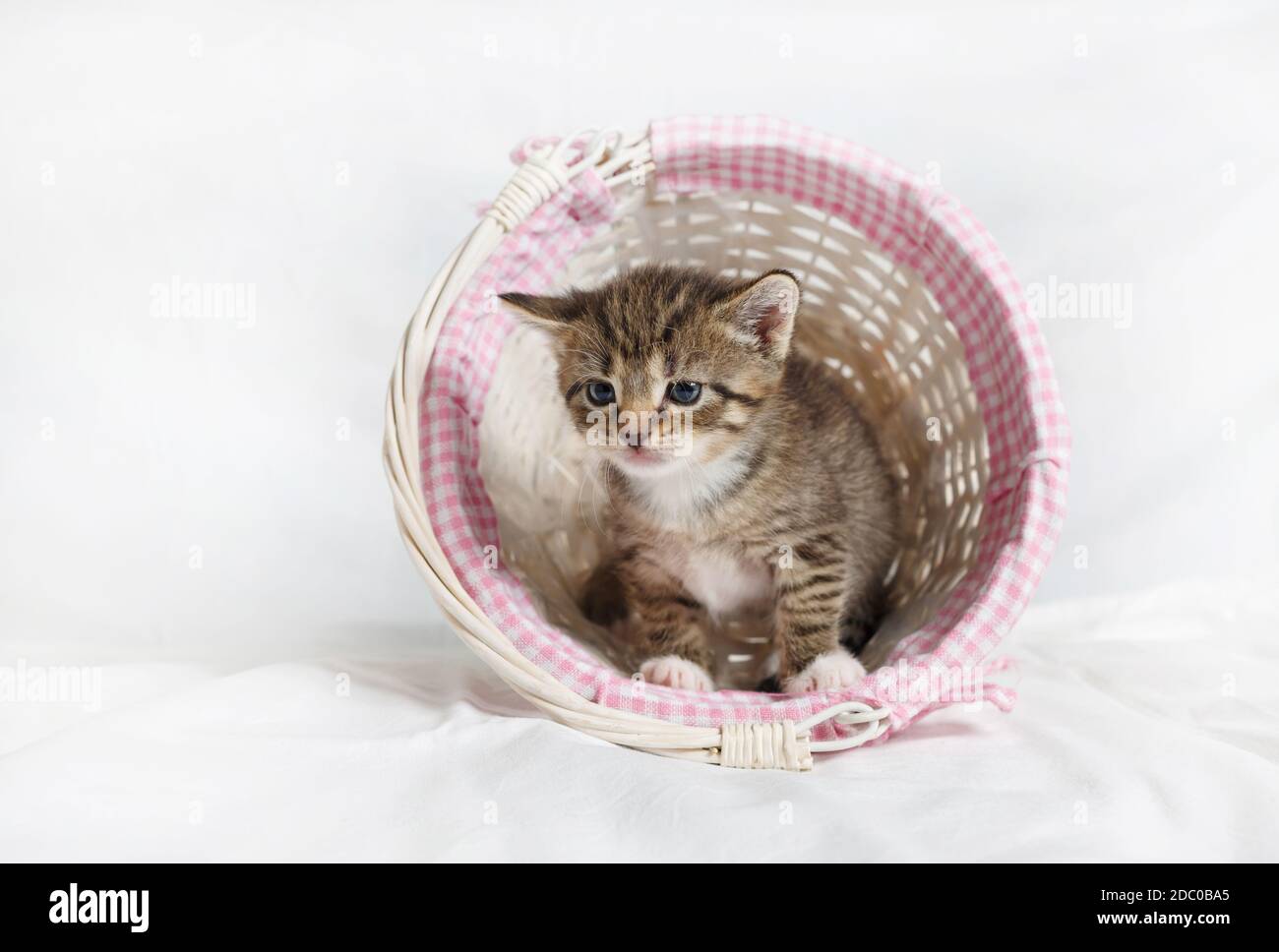 Cute kitten sits in a wicker basket on white sheet background Stock ...