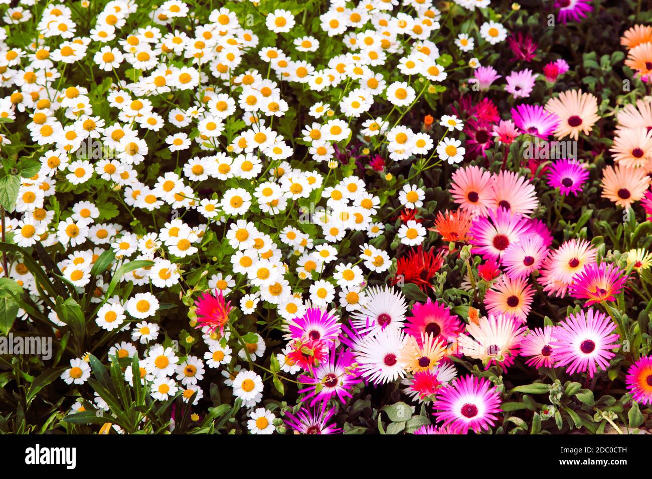 Bright chrysanthemum and chamomile flowers texture background Stock