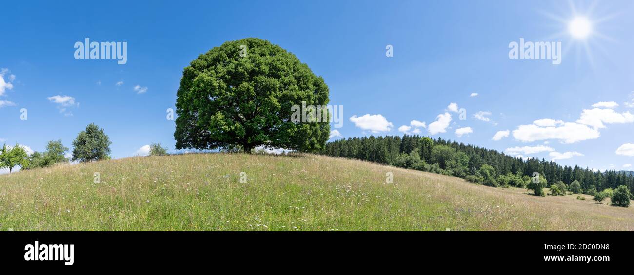 Large linden tree in the sunshine on the hill of a hilly meadow in summer Stock Photo