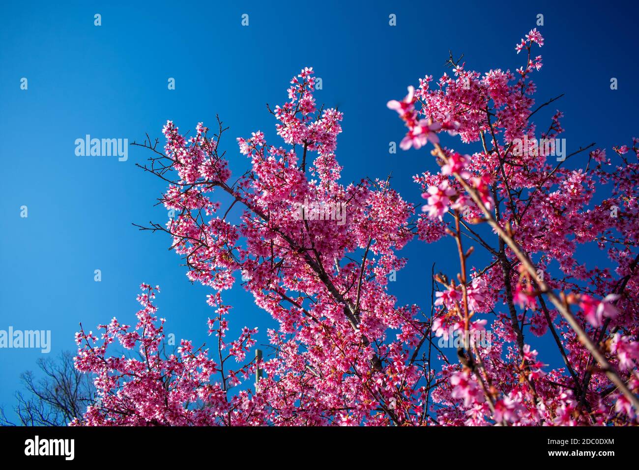 A Pink Cherry Blossom Tree on a Clear Blue Sky Stock Photo - Alamy