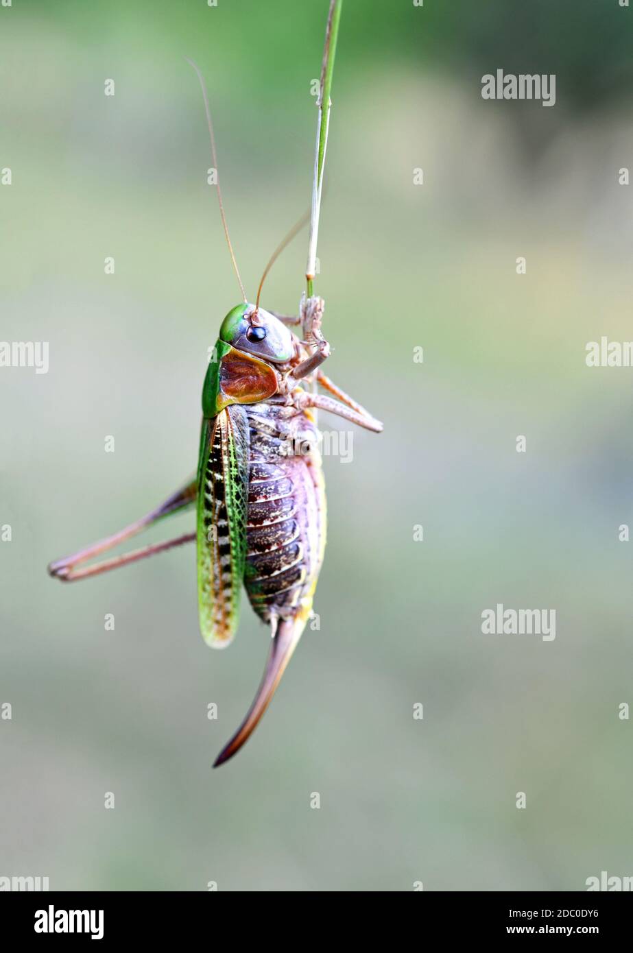 Decticus verrucivorus on a blade of grass Stock Photo - Alamy