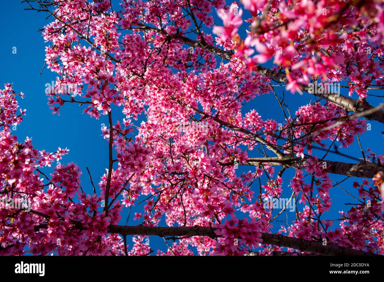 A Pink Cherry Blossom Tree on a Clear Blue Sky Stock Photo - Alamy