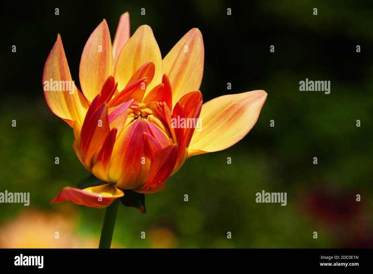 red orange flowering dahlias Stock Photo