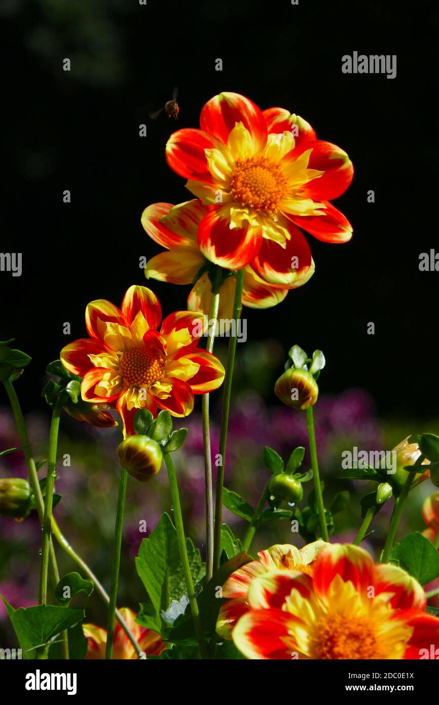 red orange flowering dahlias Stock Photo