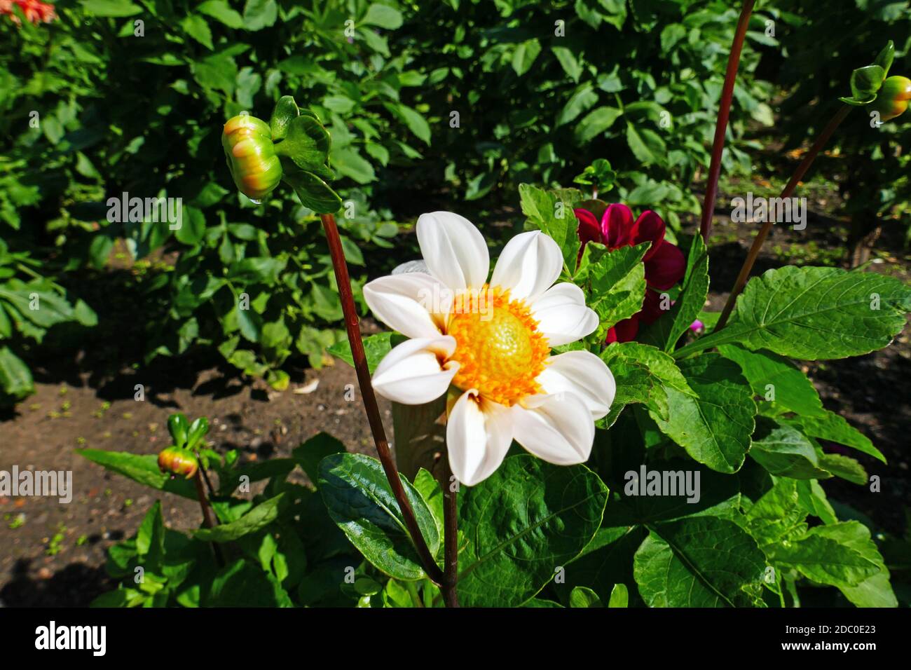 white flowering dahlias Stock Photo - Alamy