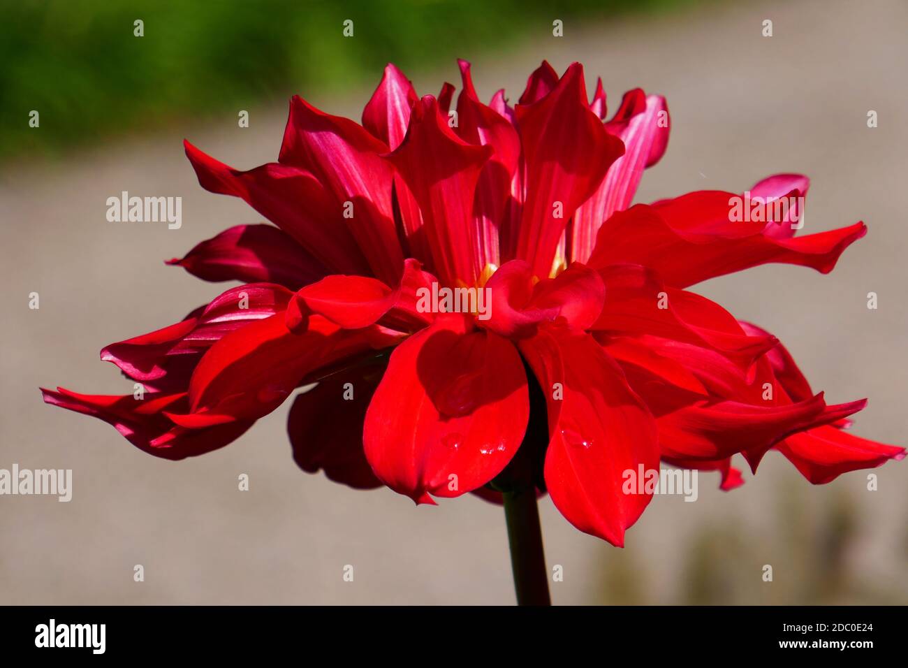 red flowering dahlias Stock Photo
